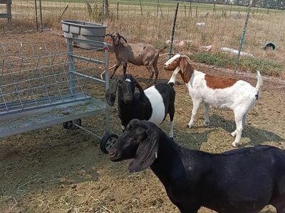boer goat herd abga
