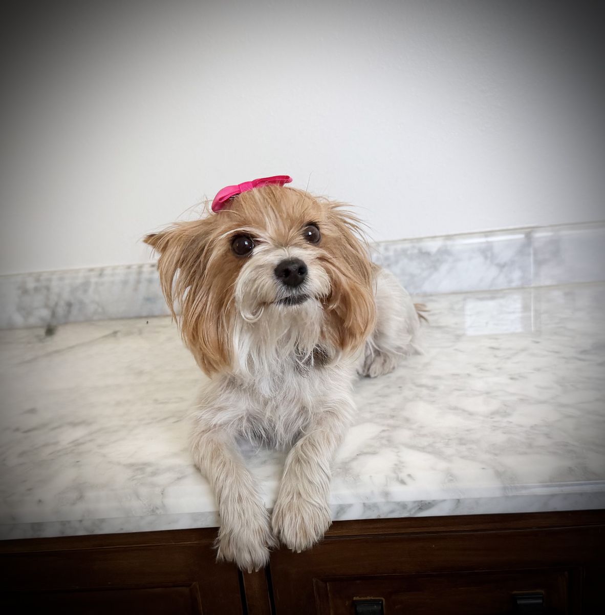 AKC Yorkie girl