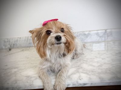 AKC Yorkie girl