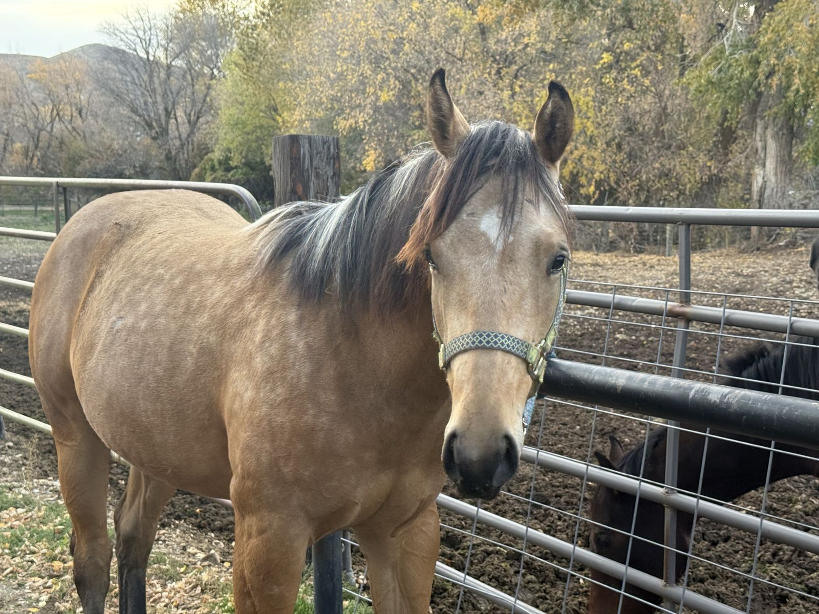 2yr registered buckskin