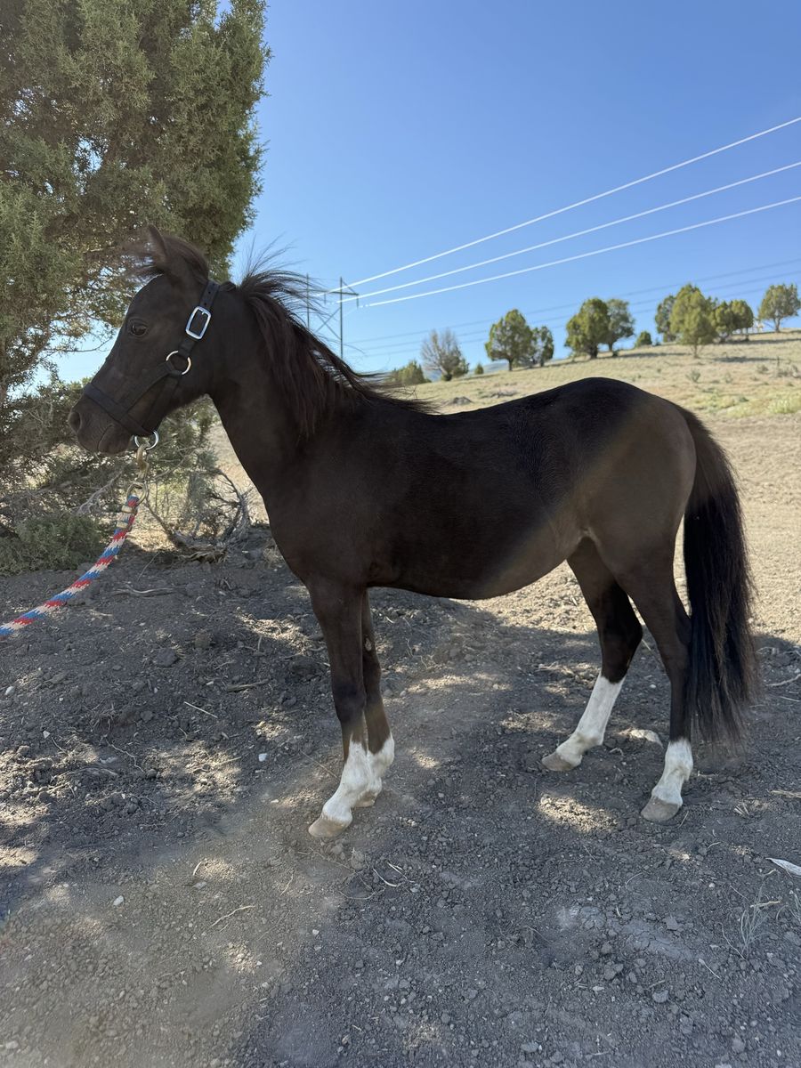 Registered Mini Horse