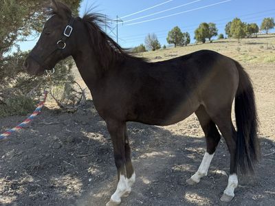 Registered Mini Horse