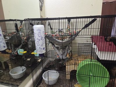 Large Multi-Tier Pet Cage with rats and accessories