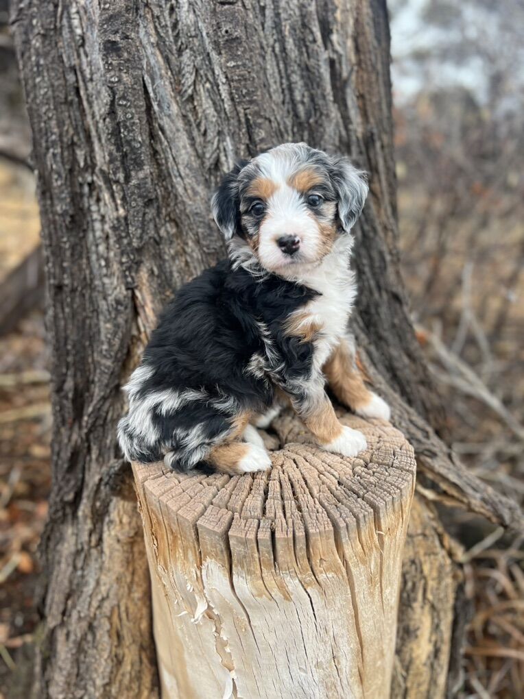 Mini Australian Mountain Doodle