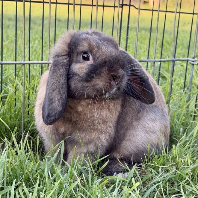 Purebred Holland Lop