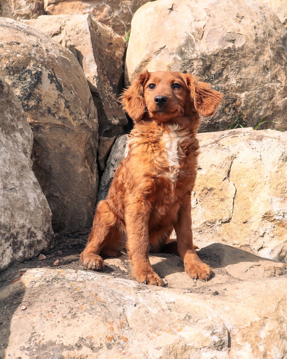 Goldendoodles Goldendoodle Doodles