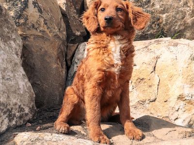 Goldendoodles Goldendoodle Doodles