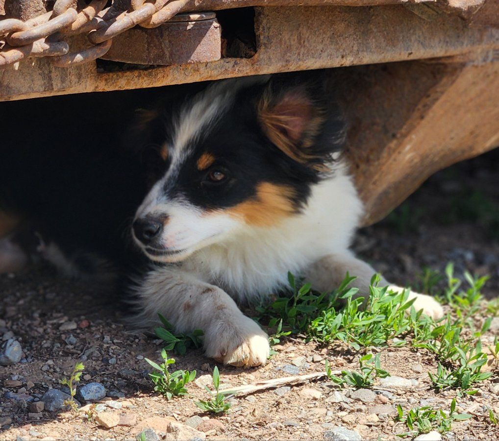 ASDR Toy Aussie/Australian shepherd