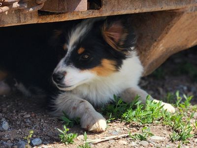 ASDR Toy Aussie/Australian shepherd