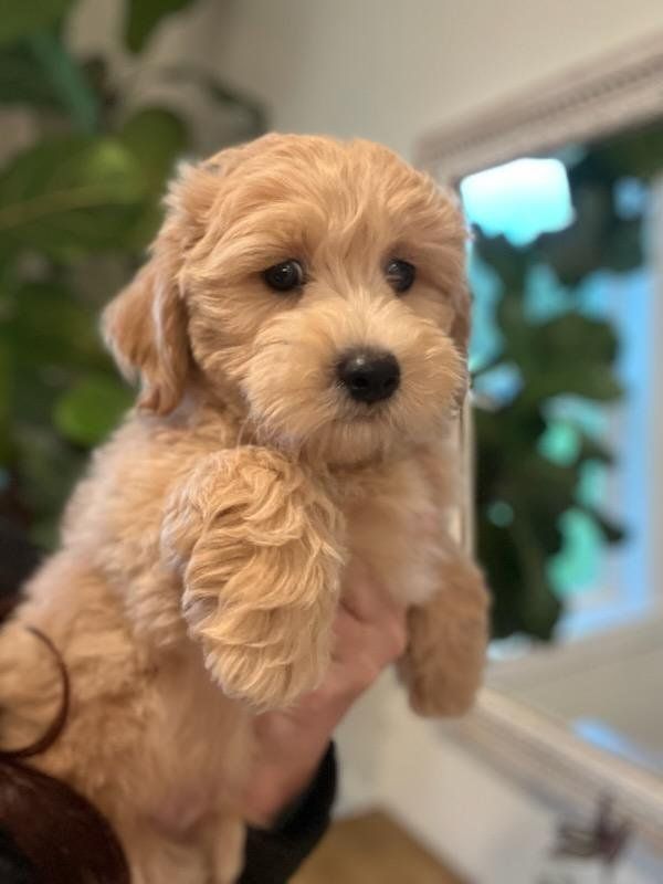 Mini Bichon Teddybear Doodle puppy