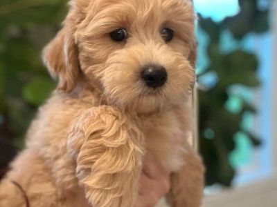 Mini Bichon Teddybear Doodle puppy