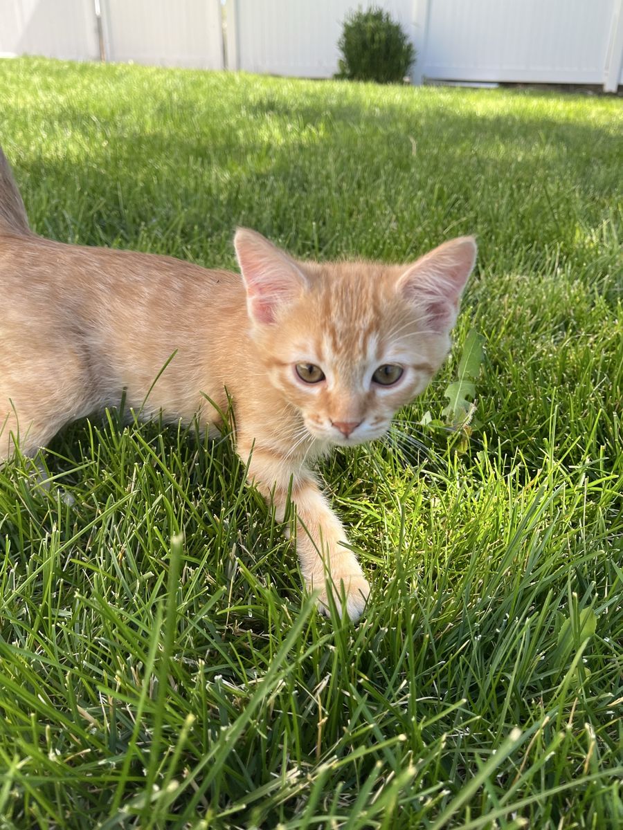 Adorable Kittens Looking for Their Forever Homes!