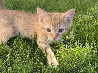 Adorable Kittens Looking for Their Forever Homes!