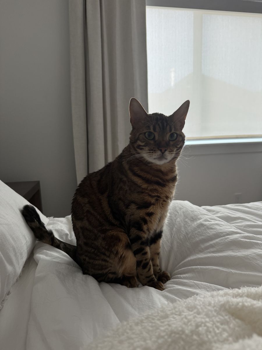 Bengal Cat