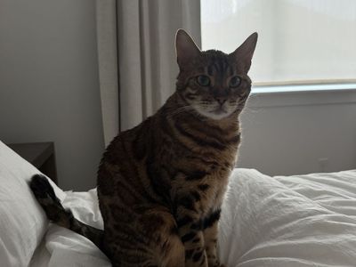 Bengal Cat