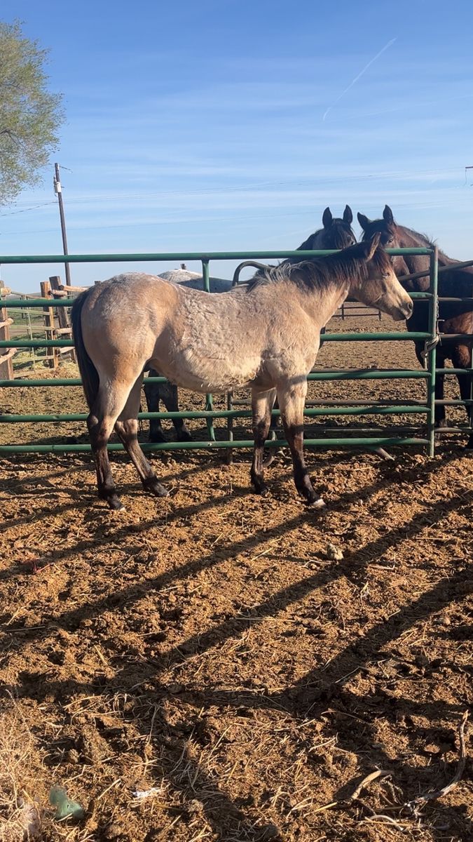 2025 Buckskin Gelding