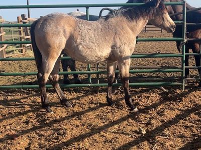 2025 Buckskin Gelding