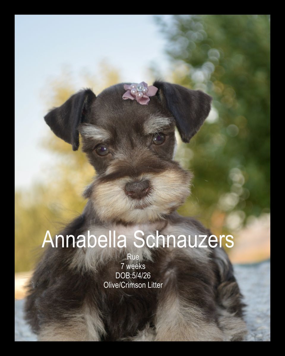 AKC Liver & Tan  Female Toy Schnauzer