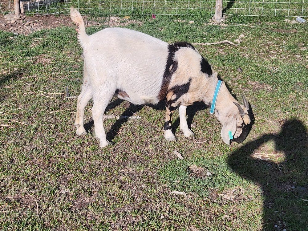 Full Boer Breeding Doe