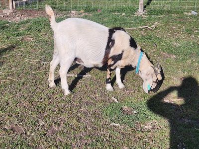 Full Boer Breeding Doe