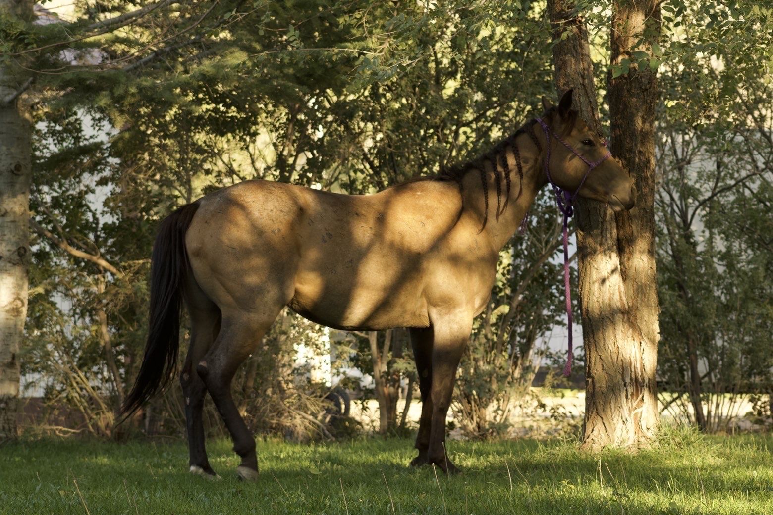 3 year old AQHA mare