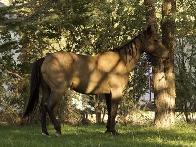 3 year old AQHA mare