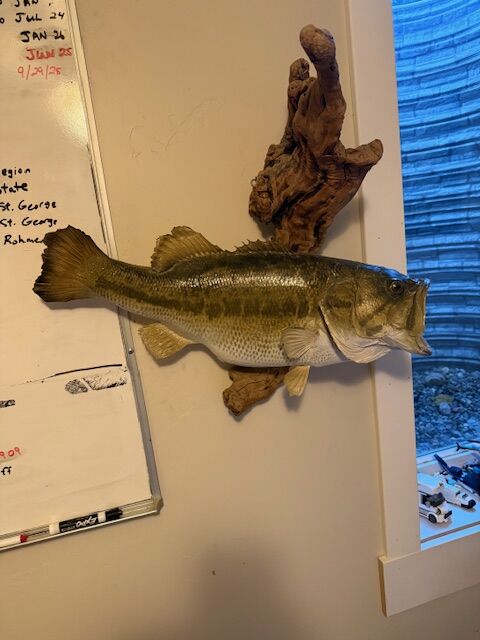 Largemouth Bass Fish Mount Taxidermy