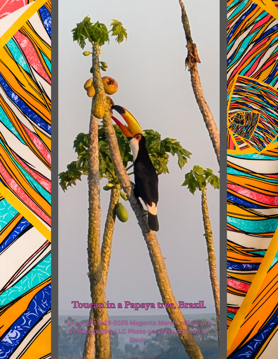 Toucan in a Papaya tree, Brazil. Canvas Print
