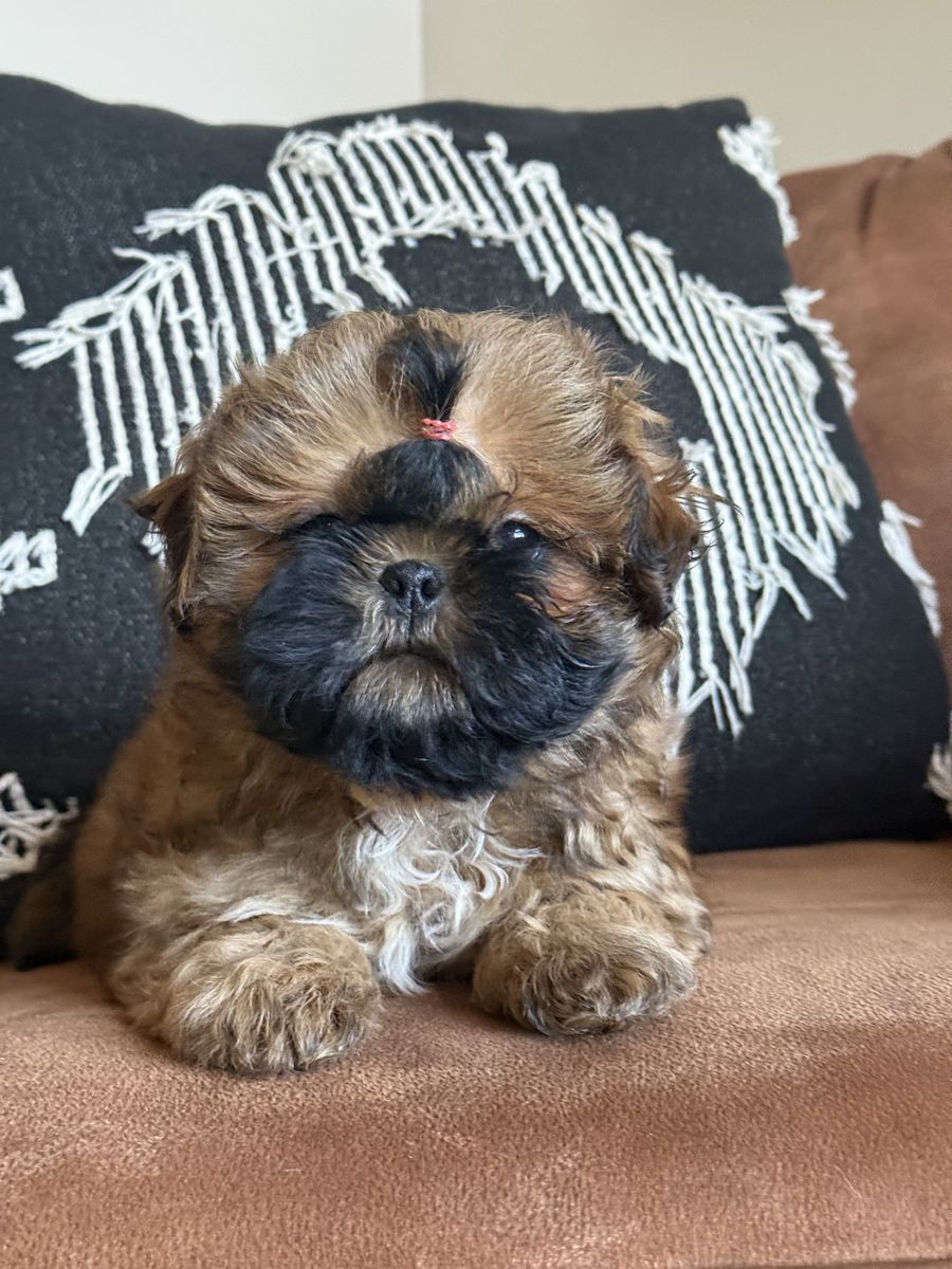 Darling Shih Tzu Girl