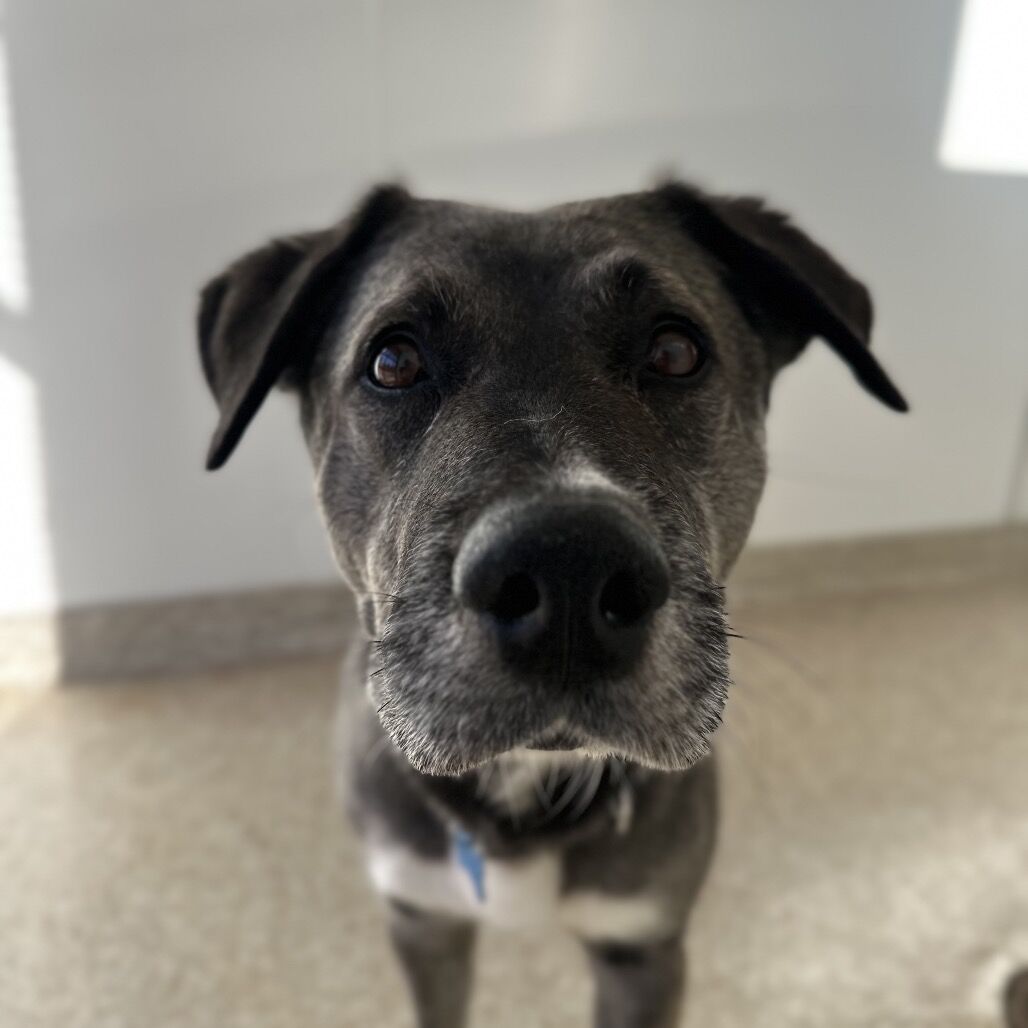 Hello my name is Dewey