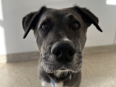 Hello my name is Dewey