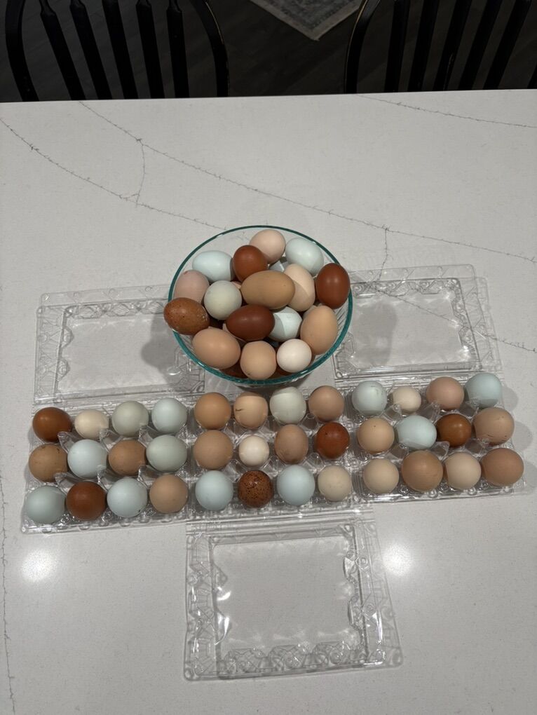 Fresh Eggs