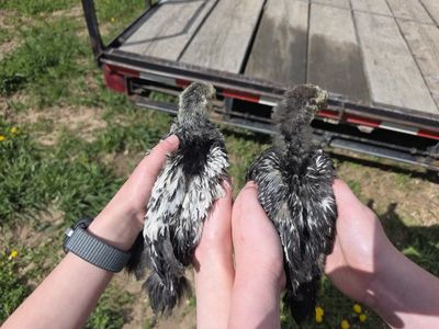 5-6 Week Silver Wyandotte Cockerels