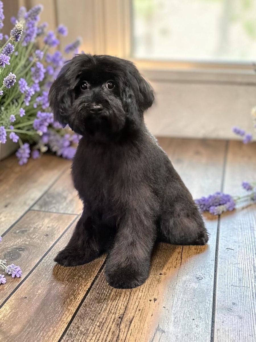 Reduced..Tiny Multi Generation Cavapoo puppy 5 1/2-6 lb as adult (Cavalier Poodle)