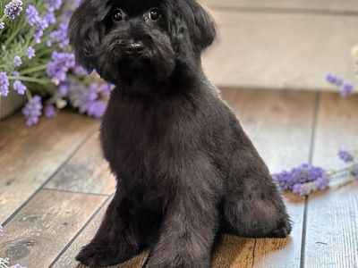 Reduced..Tiny Multi Generation Cavapoo puppy 5 1/2-6 lb as adult (Cavalier Poodle)