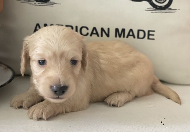AKC Mini Longhair Dachshunds