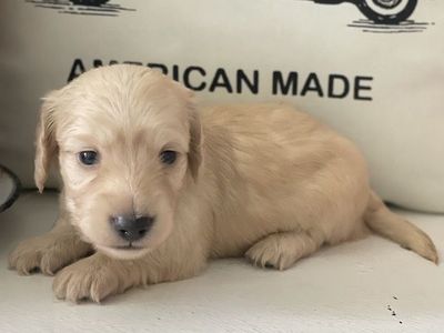 AKC Mini Longhair Dachshunds
