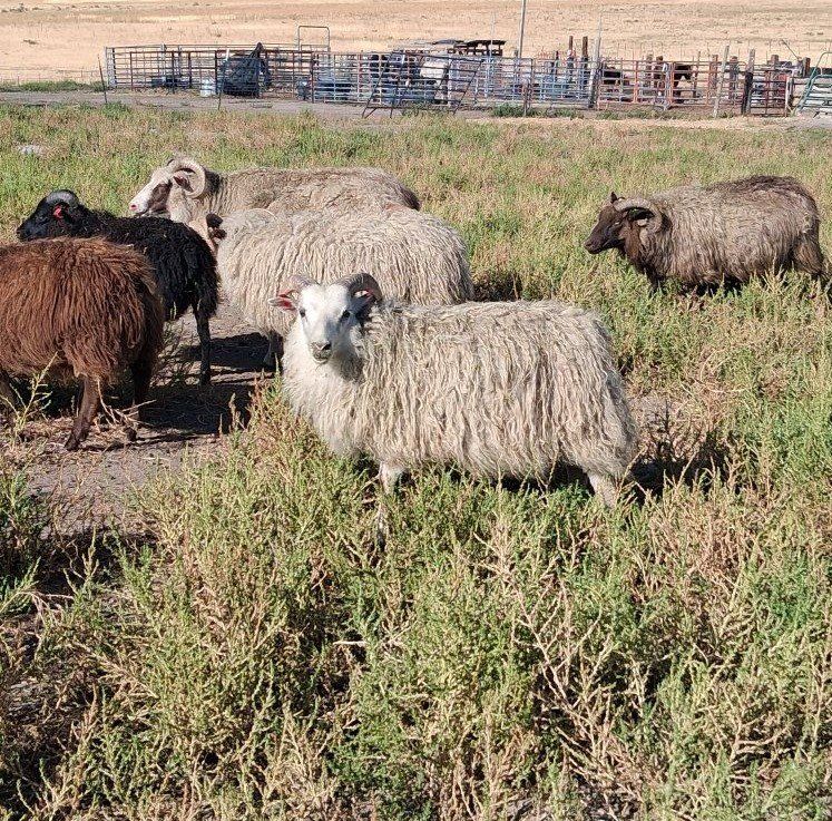 Icelandic Sheep, Registered Ram Lamb, Triple Purpose