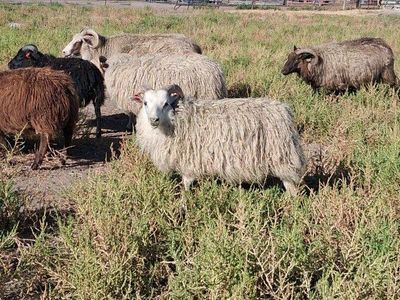 Icelandic Sheep, Registered Ram Lamb, Triple Purpose