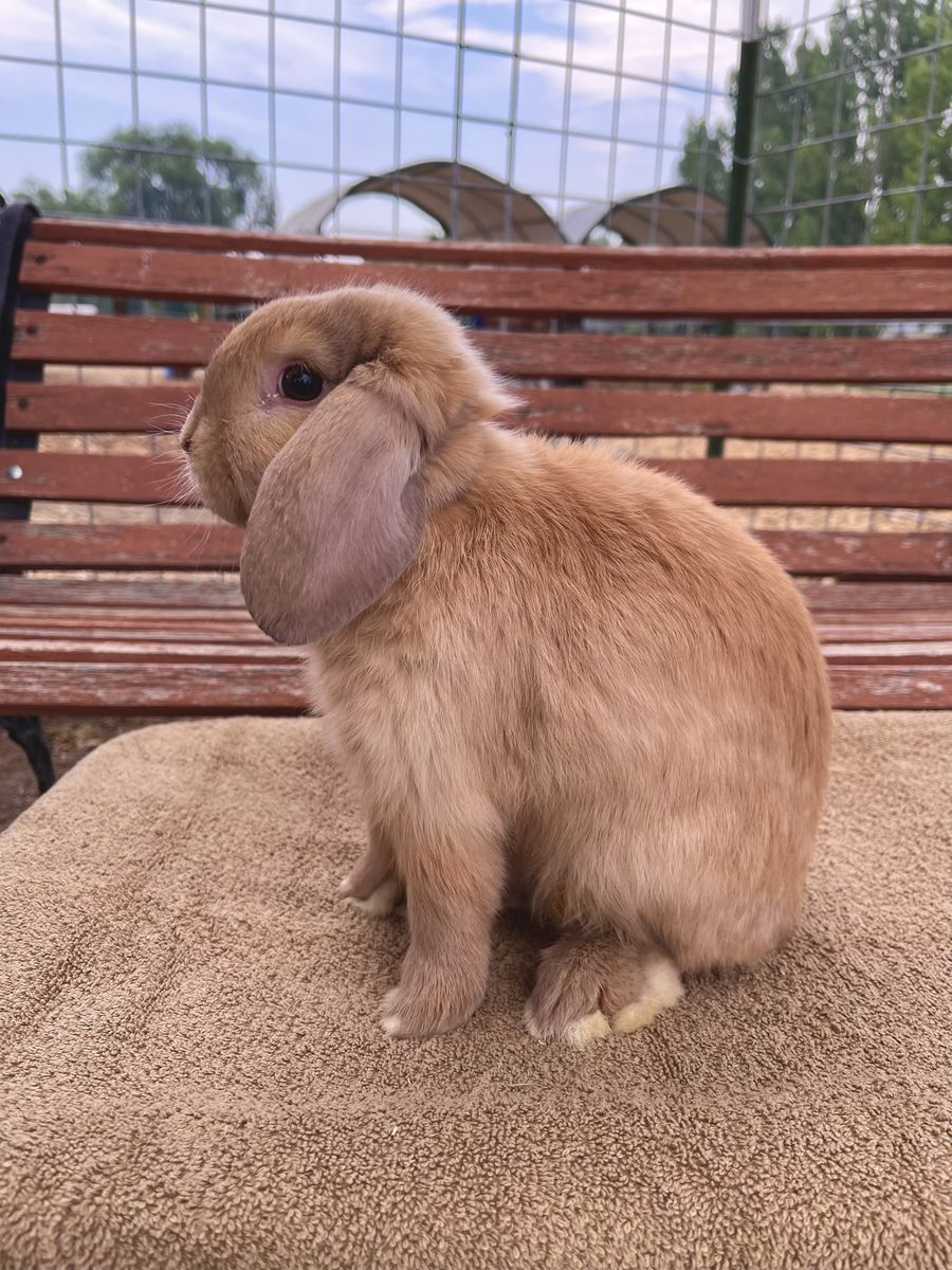 Holland Lop bunnies