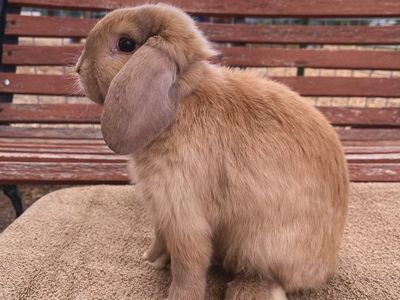 Holland Lop bunnies