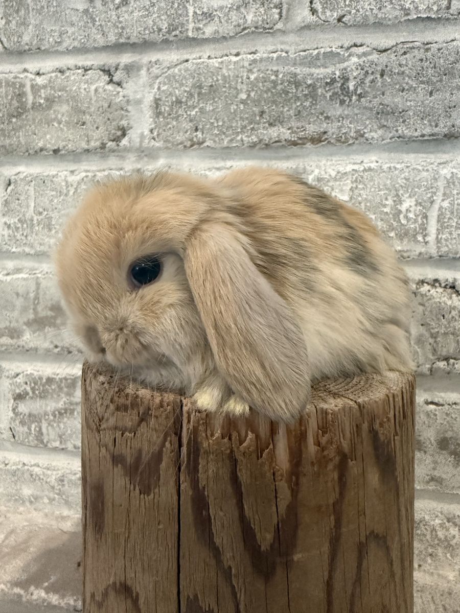 Holland Lop Harlequin Bunny - Adorable and Pedigreed