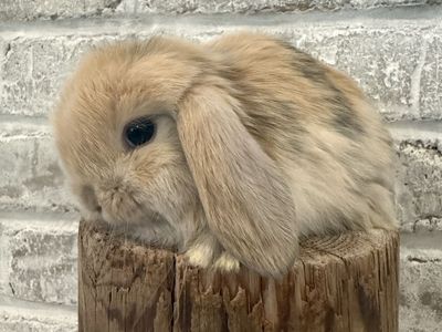 Holland Lop Harlequin Bunny - Adorable and Pedigreed