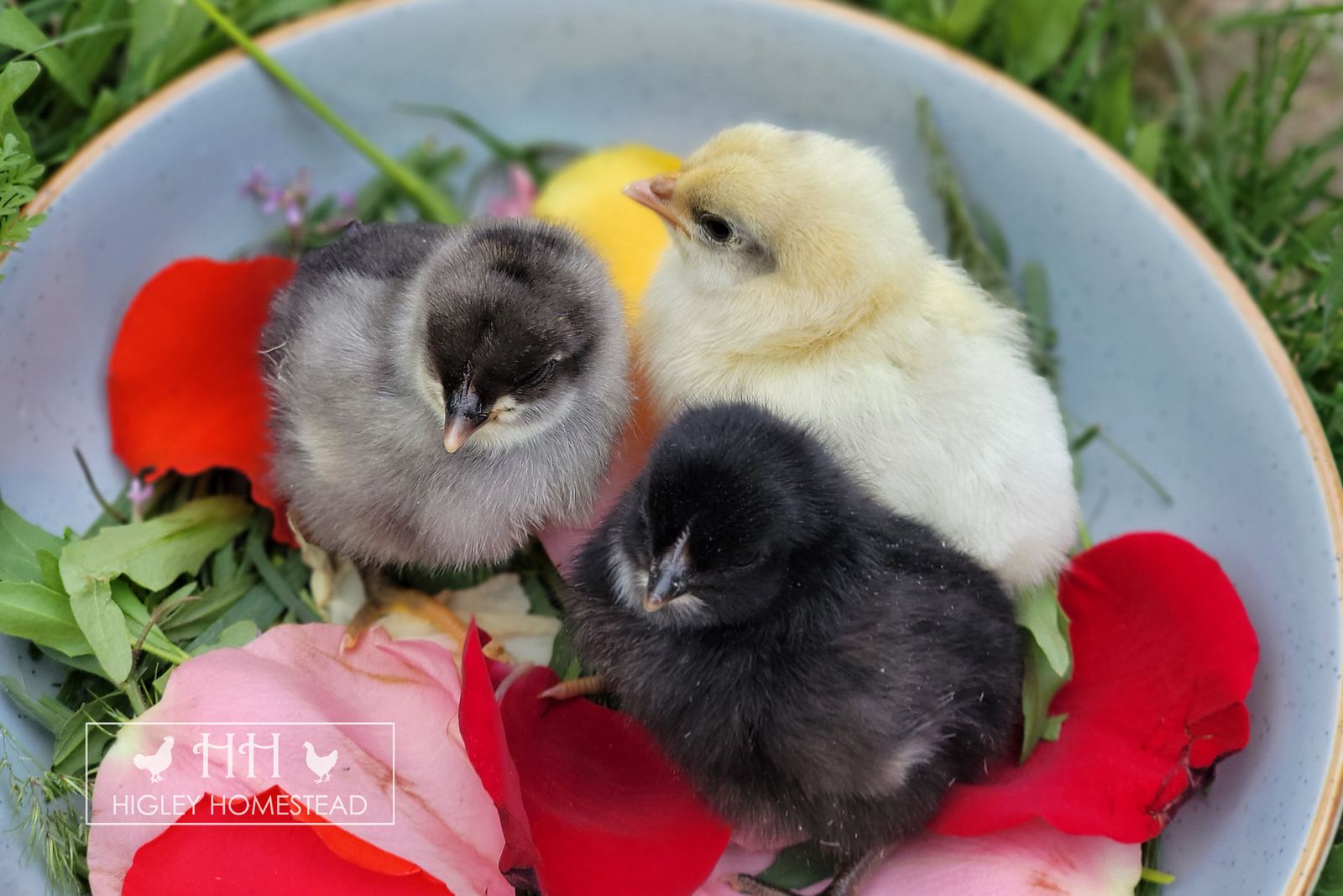 Silverudds Blue Chicks - Spring Sale!