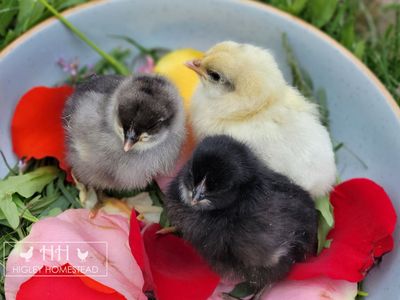 Silverudds Blue Chicks - Spring Sale!
