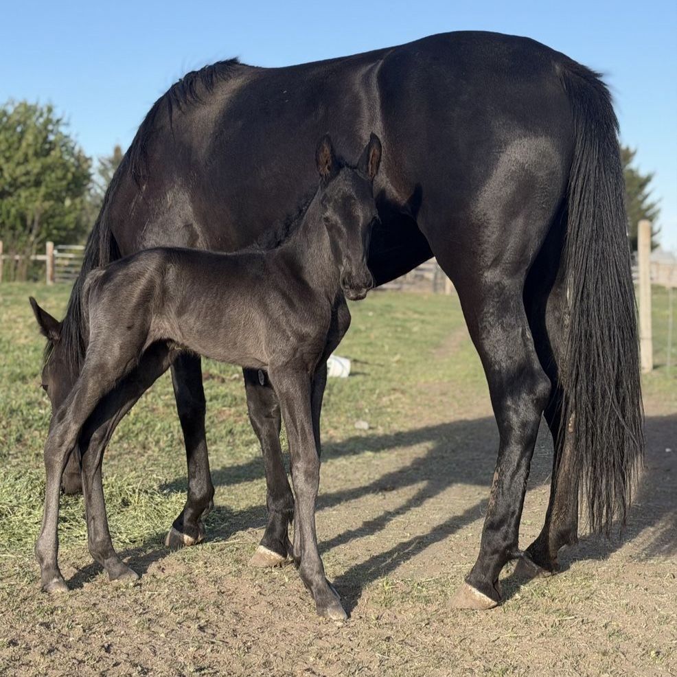 1/4 Draft X TWH Colt