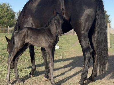 1/4 Draft X TWH Colt