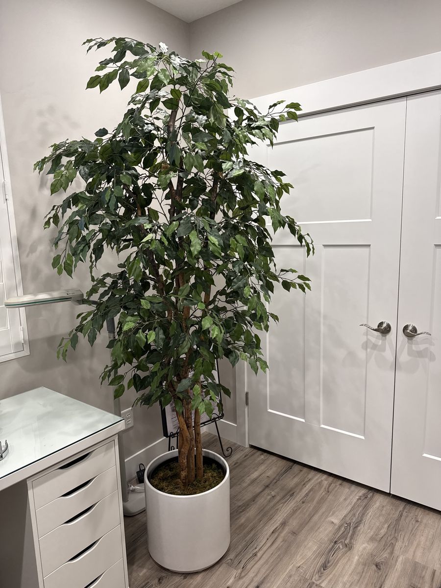 7' Ficus Tree with White Ceramic Poth