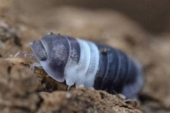 Panda King Isopods, Multiple Variants