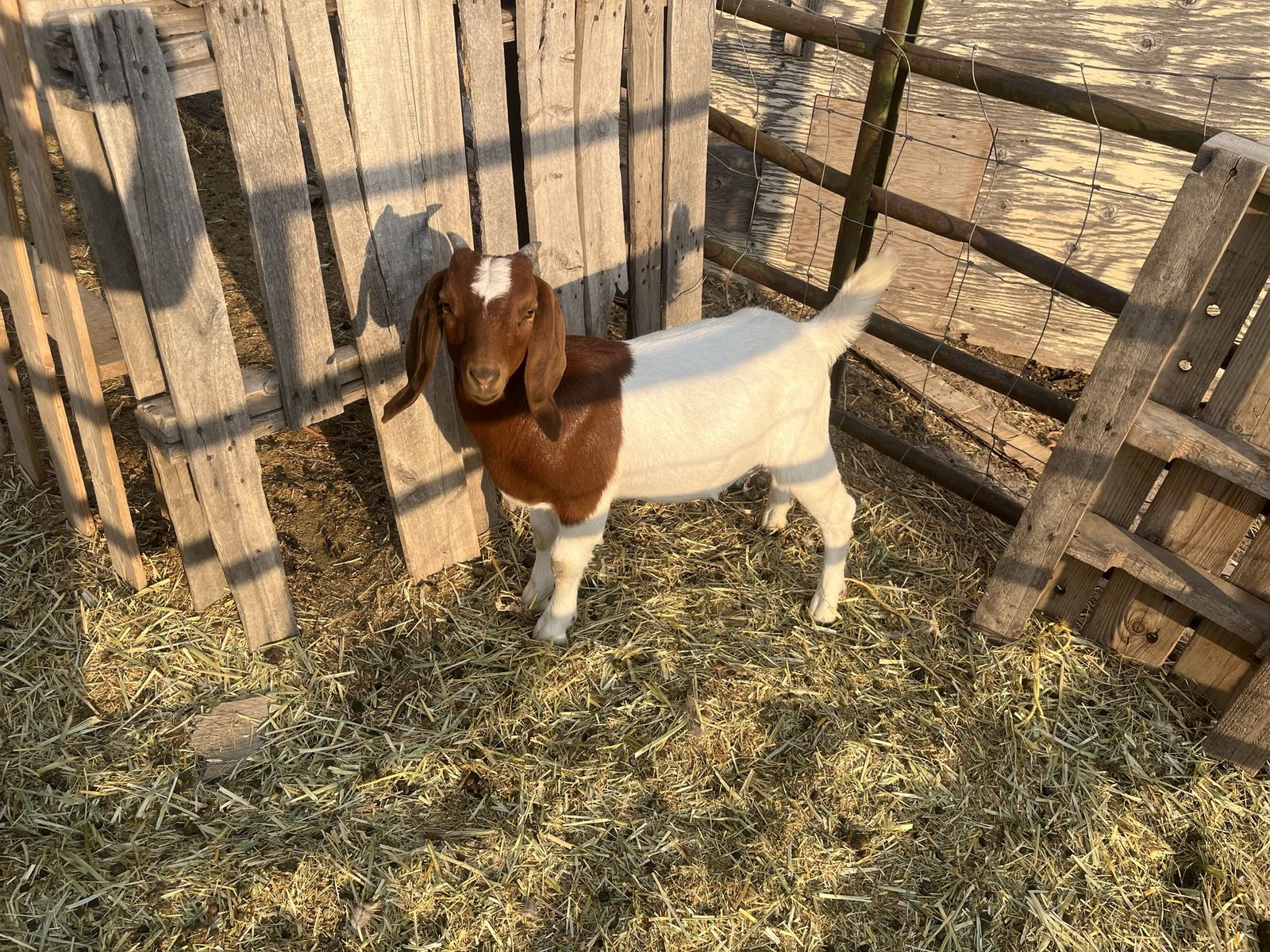 Boer Goat Wether, Meat Goat